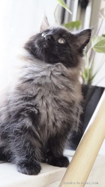 ID：2010-00867の子猫