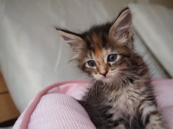 ID:1310-00127の子猫