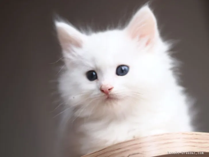 ID：1811-01165の子猫