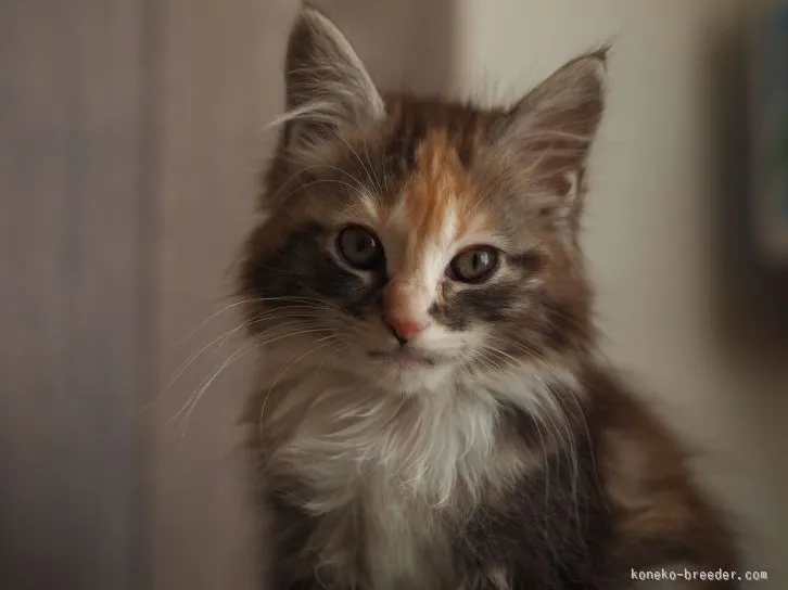 かりや 様のお迎えした子猫