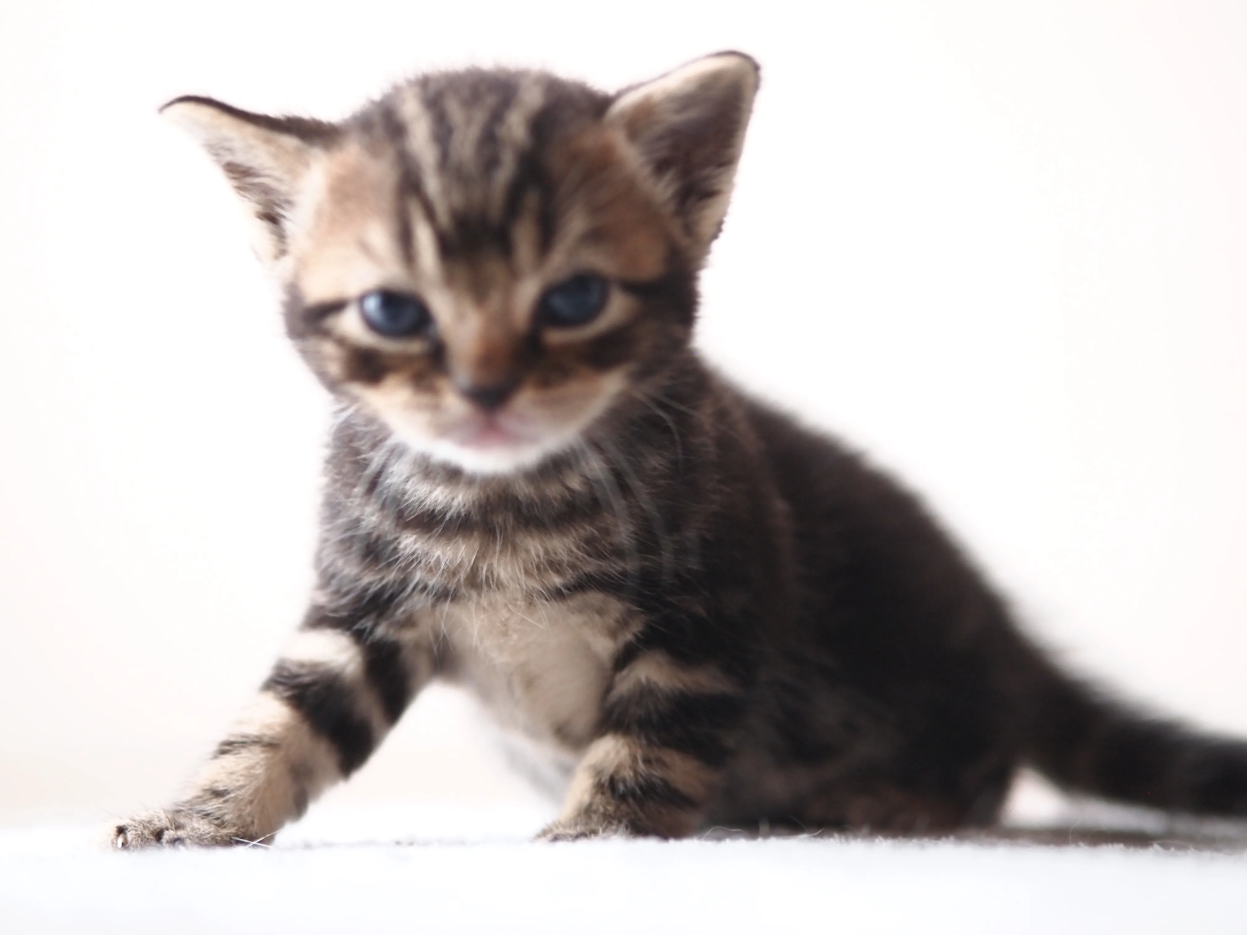 はなの母さん 様のお迎えした子猫