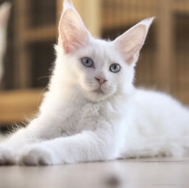ID:2305-00430の子猫