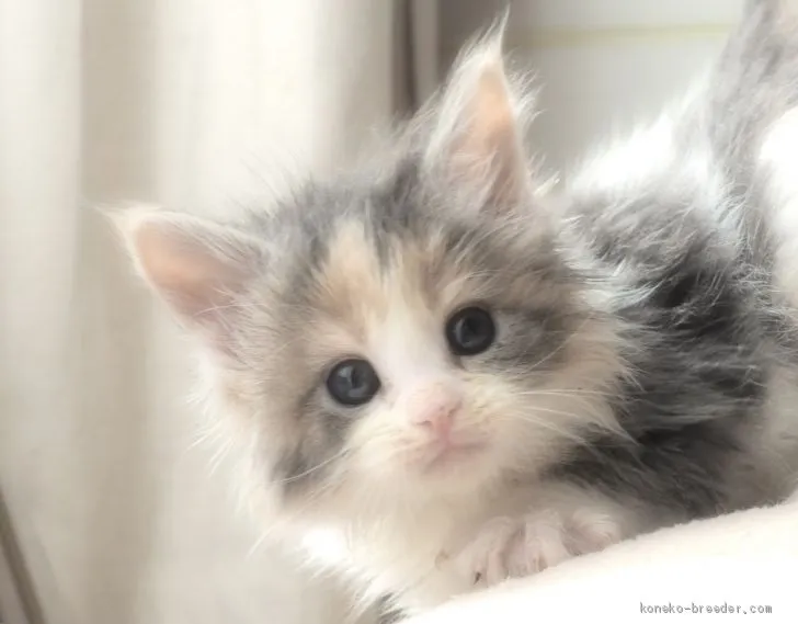 ID：2003-00117の子猫