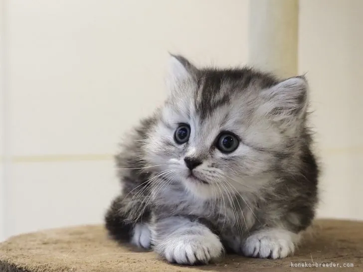 T.S 様のお迎えした子猫