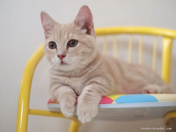 りえりえ 様のお迎えした子猫