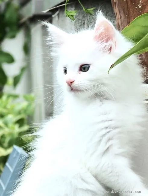 ID：2005-01992の子猫