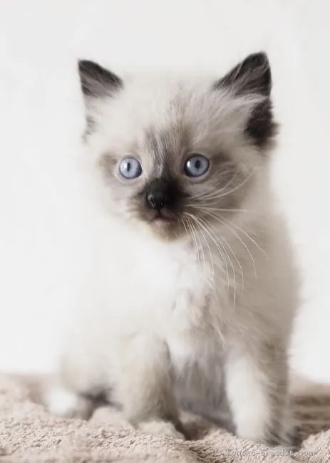 ID：2011-00424の子猫