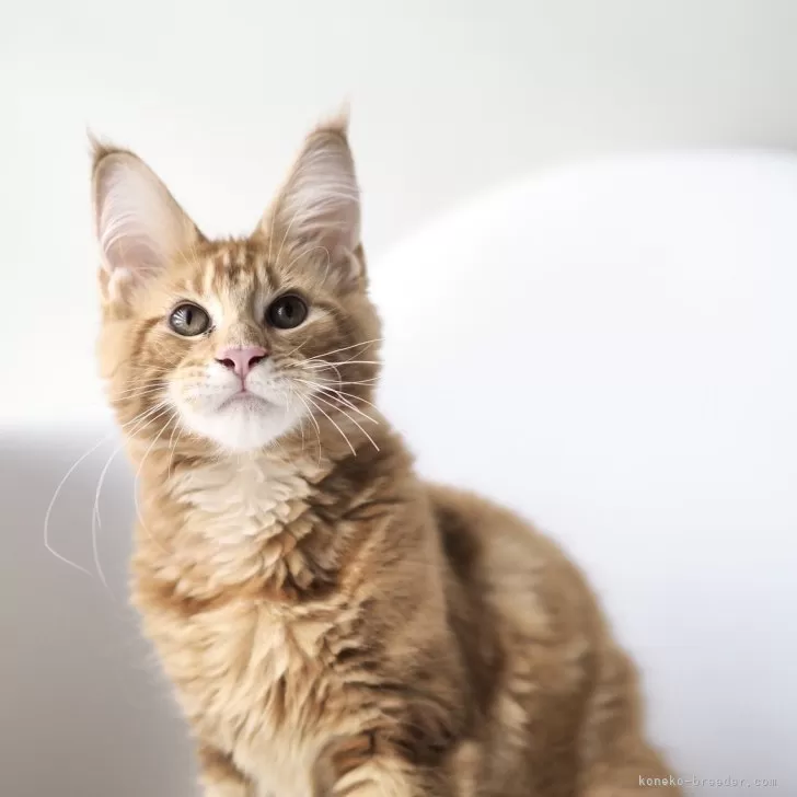 ID:2405-03143の子猫