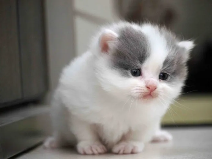 ID：1405-00250の子猫