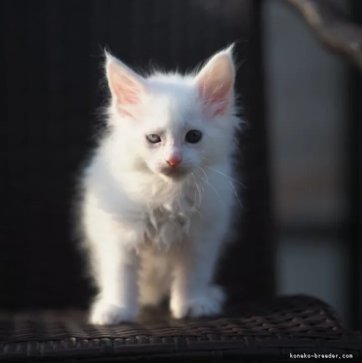 ID：2303-02781の子猫