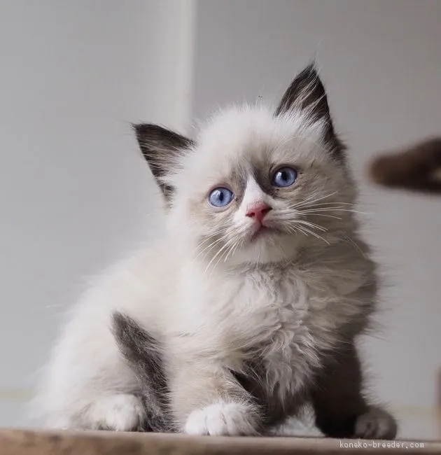 ID：2007-01206の子猫
