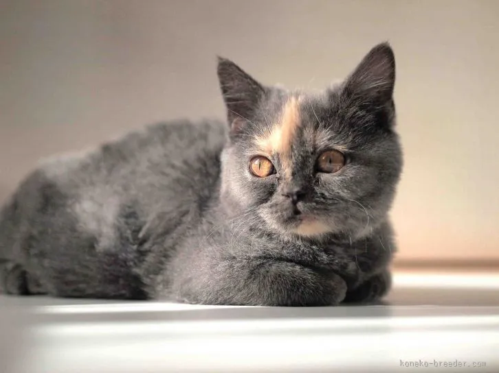 クリスマス 様のお迎えした子猫