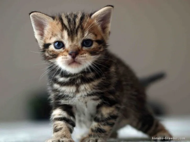 ID：1604-00731の子猫