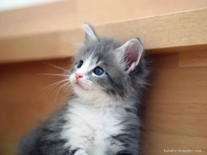 かりや 様のお迎えした子猫