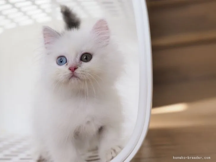 ID：2104-01575の子猫