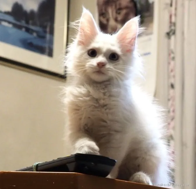 ID：1905-00387の子猫