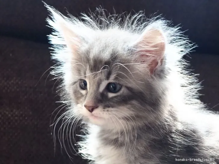 ID:1906-01297の子猫