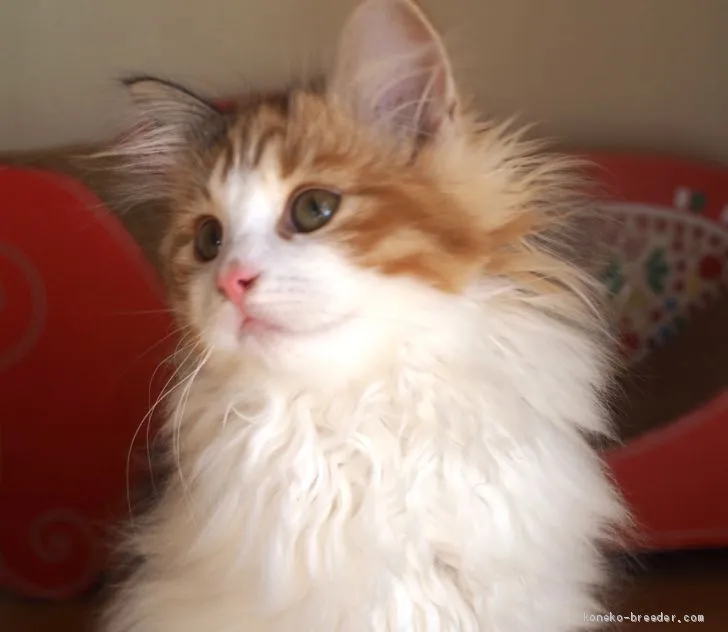 ID:1912-01055の子猫