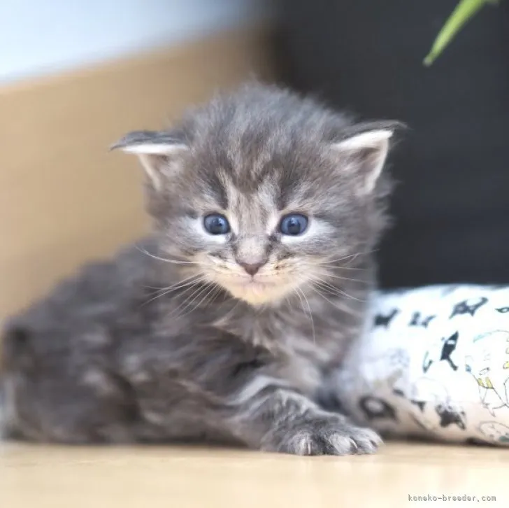 ID：2303-01785の子猫