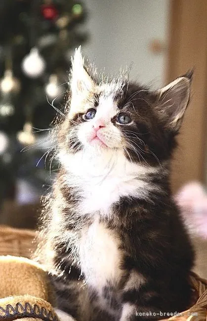 ID:2111-02071の子猫