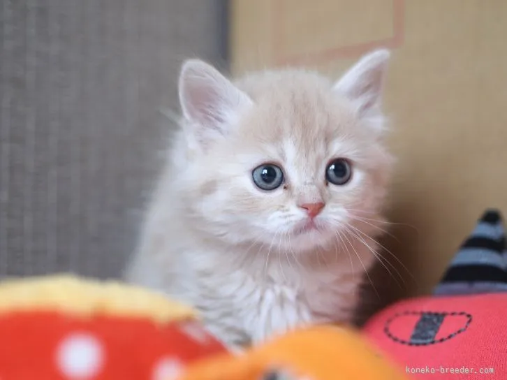 ID：1602-00462の子猫