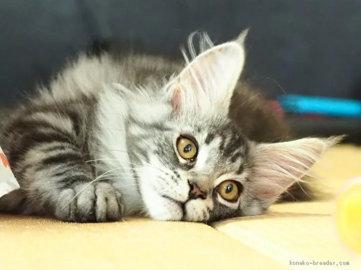 ID:1904-01787の子猫