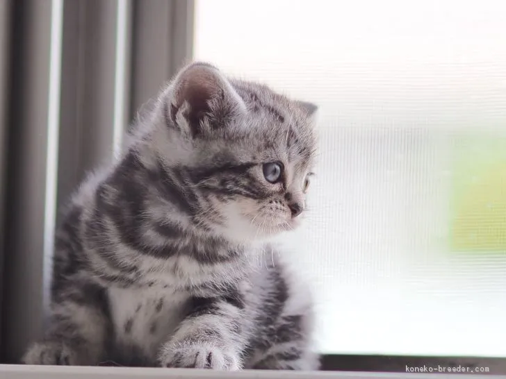 ID：1905-00390の子猫