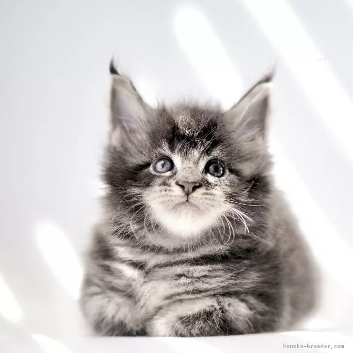 ID:2408-01123の子猫