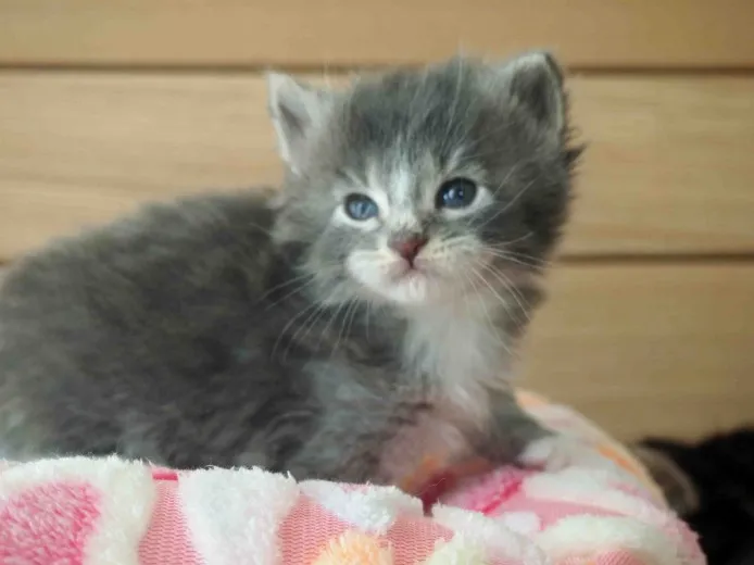 ID:1401-00190の子猫