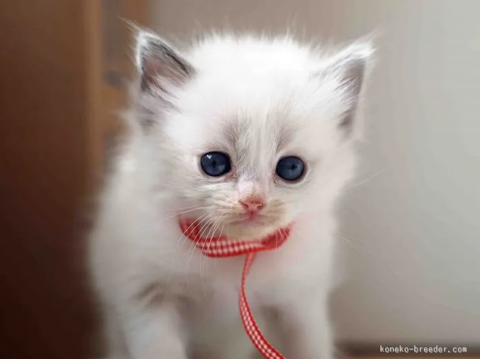 M 様のお迎えした子猫