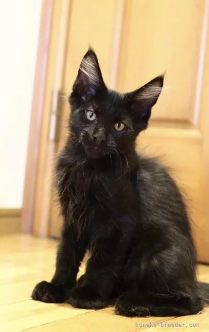 ai567 様のお迎えした子猫