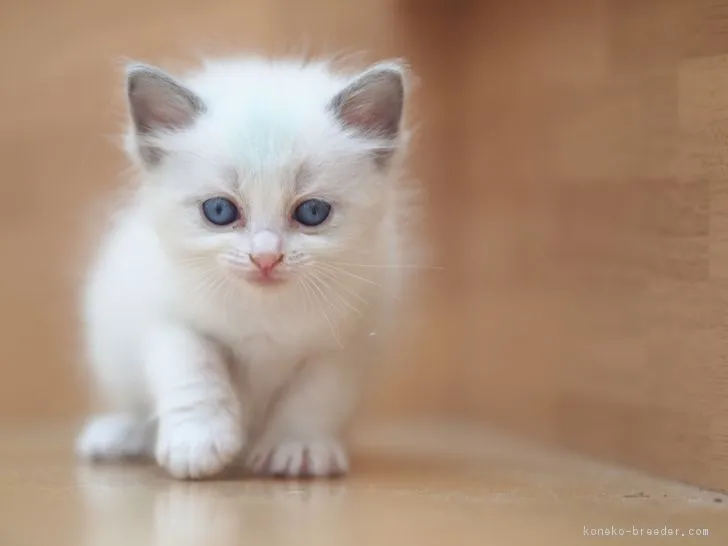 ID：1804-01241の子猫