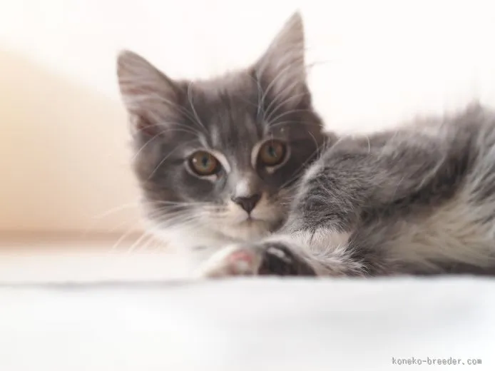 ID:1509-00556の子猫