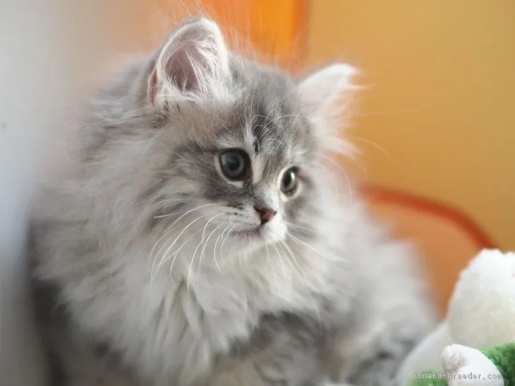 ID：1804-00093の子猫