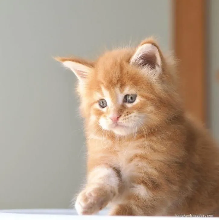 ID：2206-02790の子猫