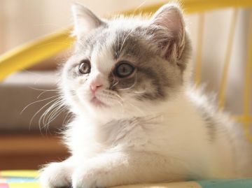 ブリティッシュショートヘア【栃木県・女の子・2016年9月6日・ブルータビー&ホワイト】の写真「」