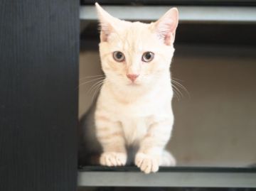 マンチカン【栃木県・男の子・2016年5月8日・カメオタビー（ショートヘアー）】の写真「」