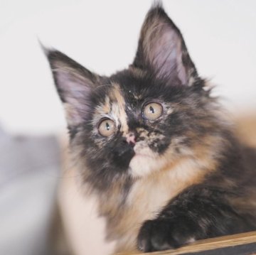 メインクーン【栃木県・女の子・2024年2月22日・トーティー】の写真「ニャンニャンニャンに生まれた8頭兄妹」