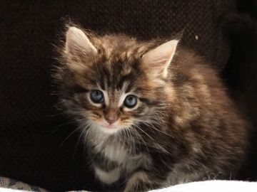 メインクーン【栃木県・女の子・2019年5月4日・ブラウンパッチドタビー&ホワイト】の写真「女の子らしいクリクリお目目」