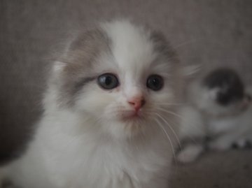 スコティッシュフォールド【栃木県・男の子・2013年8月7日・ブルー&ホワイトヴァン（ロングヘアー）】の写真「」
