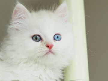 キンカロー【栃木県・男の子・2020年4月18日・カメオタビー&ホワイトヴァン（ロングヘアー）】の写真「アイカラーがオッドアイです。この子は長足です」
