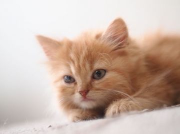 スコティッシュフォールド【栃木県・女の子・2016年4月20日・レッドタビー（ロングヘアー）】の写真「立耳さん：女の子です♪」