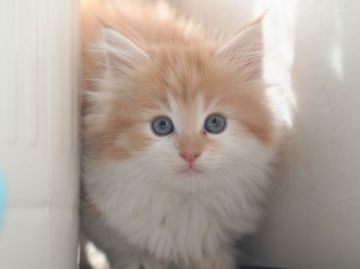 ノルウェージャンフォレストキャット【栃木県・女の子・2016年9月7日・レッドタビー&ホワイト】の写真「ふかふかもっふもふなノルっ子で～す♪」