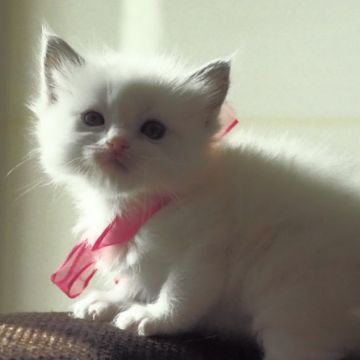 ラグドール【栃木県・女の子・2019年1月25日・ブルーポイントバイカラー】の写真「五頭兄妹です」