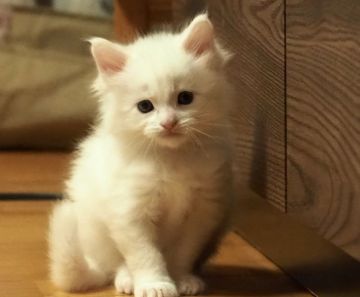 メインクーン【栃木県・男の子・2020年1月6日・ホワイト】の写真「一人っ子ちゃんです」