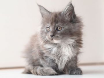 メインクーン【栃木県・女の子・2016年11月20日・ブルークリーム】の写真「ワイルドな毛吹き最高の女の子♪」