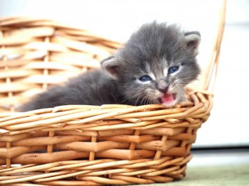 メインクーン【栃木県・女の子・2014年5月6日・ブルータビー&ホワイト（ロングヘアー）】の写真「」