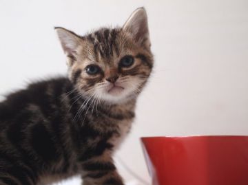 アメリカンショートヘア【栃木県・女の子・2016年6月14日・ブラウンタビー】の写真「7頭兄妹です♪」