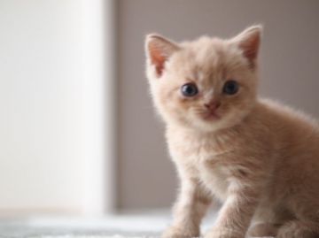 ブリティッシュショートヘア【栃木県・男の子・2016年6月23日・クリームタビー】の写真「3兄妹のクリームトリオです♪」