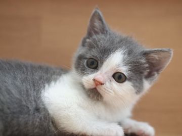 ブリティッシュショートヘア【栃木県・女の子・2016年4月11日・ブルー&ホワイト】の写真「」